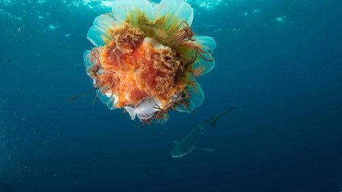 The Wild Canadian Year Season 1 Episode 2 - Summer