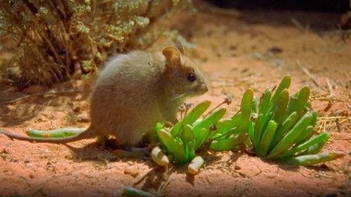 World's Most Toxic Animals Season 1 Episode 2 - Forest & Grasslands