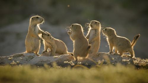 Wild Animals Babies Season 1 Episode 3 - Outnumbered