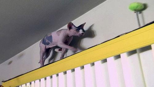 My Cat from Hell Season 1 Episode 2 - Fifi's Ruining My Love Life