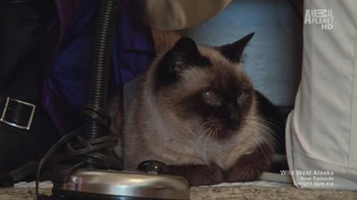 My Cat from Hell Season 4 Episode 3 - Penny Hates Puck