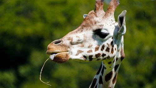 Animal Park Season 20 Episode 8 - Summer 2022: Episode 8