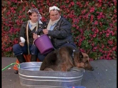 Power Rangers Season 4 Episode 7 - Every Dog Has His Day