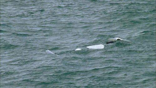 Sea Patrol Season 4 Episode 6 - Big Fish