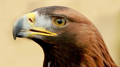 Springwatch Season 14 Episode 5 - Episode 5