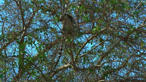 Gangs of Lemur Island Season 1 Episode 5 - The Berenty Dynasty