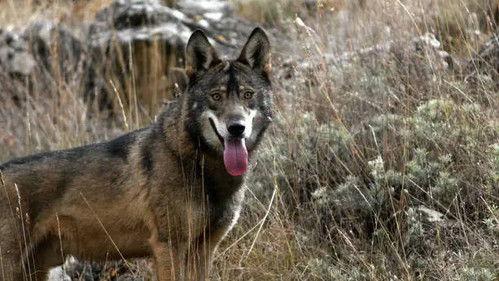 Jungle Planet Season 1 Episode 24 - The Mystical Forest: Spanish Juniper Woods