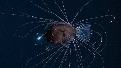 Our Planet Season 1 Episode 6 - The High Seas