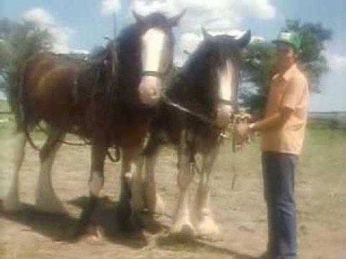 The Littlest Hobo Season 1 Episode 5 - Double Trouble