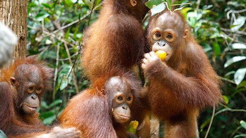 Orangutan Jungle School Season 1 Episode 5 - A Whole New World