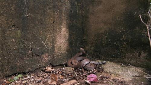 Snake City Season 5 Episode 4 - Tunnel of Doom