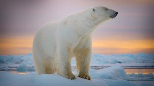 Big Beasts Season 1 Episode 10 - The Polar Bear