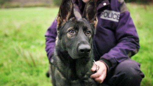 Dog Squad Puppy School Season 1 Episode 3 - Episode 3