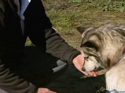 MythBusters Season 5 Episode 5 - Dog Myths