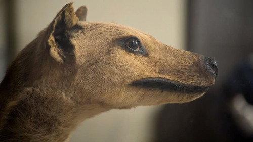 Lost Beasts Season 1 Episode 2 - Secrets of the Tasmanian Tiger