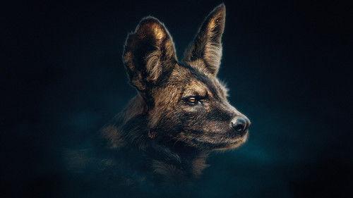 Dynasties Season 1 Episode 4 - Painted Wolf