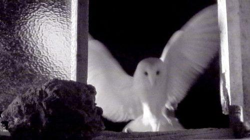 Springwatch Season 10 Episode 9 - Episode 9