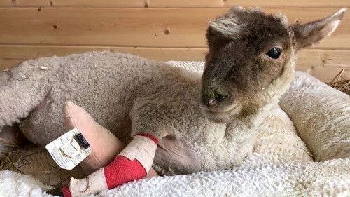 Saved By The Barn Season 1 Episode 1 - Spring Fever