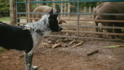 A Chef at the Shack Season 7 Episode 4 - Episode 4