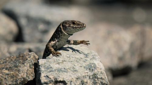 Our Nature Season 1 Episode 6 - Episode 6