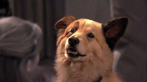 Dog with a Blog Season 1 Episode 1 - Stan of the House