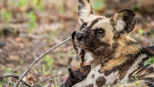 Eden: Untamed Planet Season 1 Episode 3 - Luangwa: The Emerald Valley