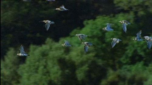 Natural World Season 24 Episode 2 - Eagle Island