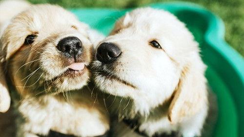 Dog Squad Puppy School Season 1 Episode 1 - Episode 1