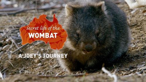 Secret Life of the Wombat Season 1 Episode 2 - A Joey's Journey