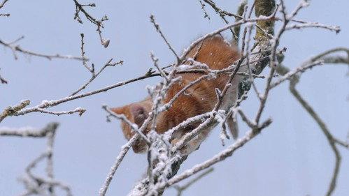 Poesjes Season 2 Episode 11 - Episode 11