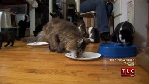 My Strange Addiction Season 1 Episode 4 - Ventriloquism; Cats