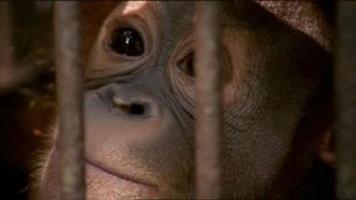 Natural World Season 24 Episode 1 - The Orangutan King