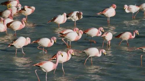 Wild Argentina: Extreme Earth Season 1 Episode 2 - Land of Survivors