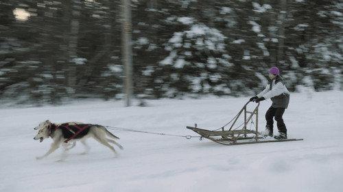 All-Round Champion Season 2 Episode 3 - Dog Mushing
