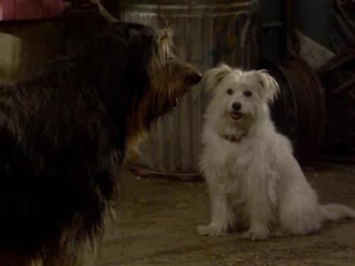 Married... with Children Season 5 Episode 14 - Look Who's Barking