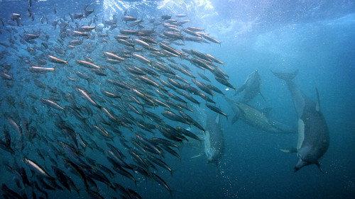 Great Blue Wild Season 3 Episode 4 - Life in the Food Chain