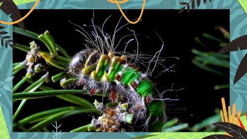 Kukurota Season 4 Episode 11 - Episode 11