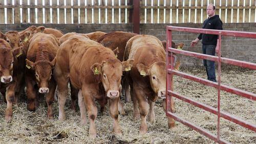 This Farming Life Season 1 Episode 10 - Episode 10