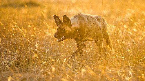 The Hunt Season 1 Episode 7 - Living with Predators (Conservation)