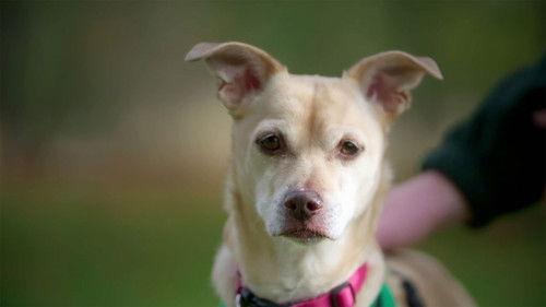 The Dog House Season 5 Episode 7 - Episode 7