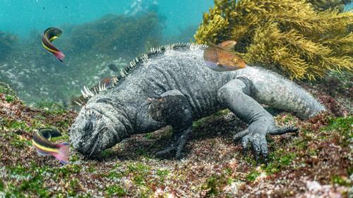 Eden: Untamed Planet Season 1 Episode 4 - Galapagos: Enchanted Isles