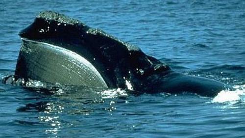 Natural World Season 18 Episode 1 - Riddle of the Right Whale