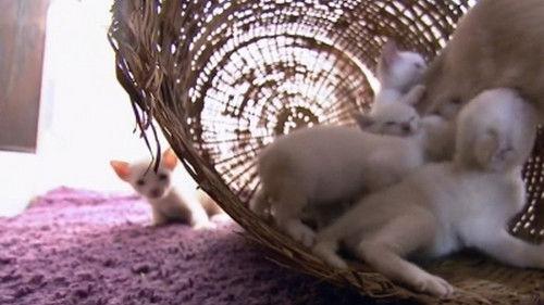 Too Cute Season 1 Episode 6 - Kitten Cottonballs