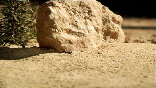 Minuscule: The Private Life of Insects Season 1 Episode 56 - Goofing Off