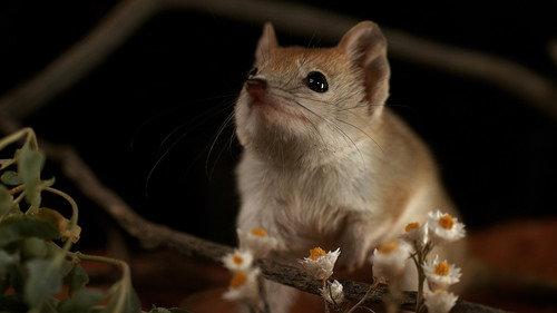Australia's Wild Odyssey Season 1 Episode 1 - Arteries and Veins