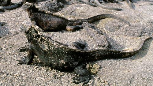 Equator's Wild Secrets Season 1 Episode 1 - Galapagos