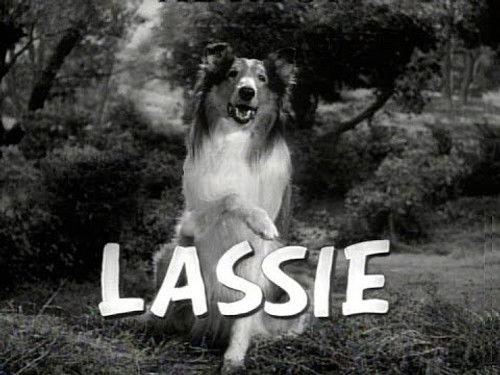 Lassie Season 11 Episode 22 - The Old Man in the Forest