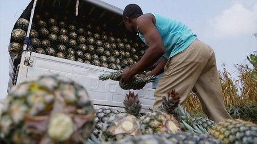 Le Doc du dimanche Season 11 Episode 20 - Episode 20