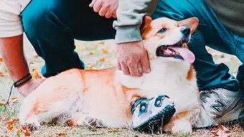 Background image for Ollie, Ollie, Running free!