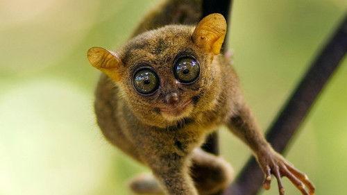 Nature Season 36 Episode 6 - Nature's Miniature Miracles